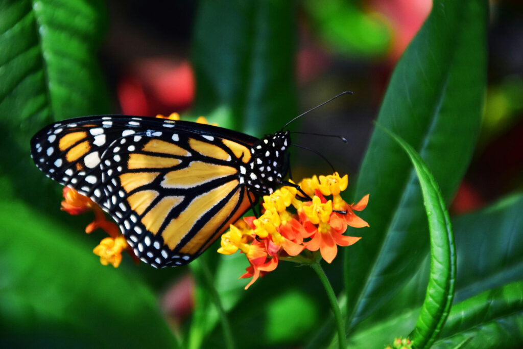 Monarch Butterfly on a flower.