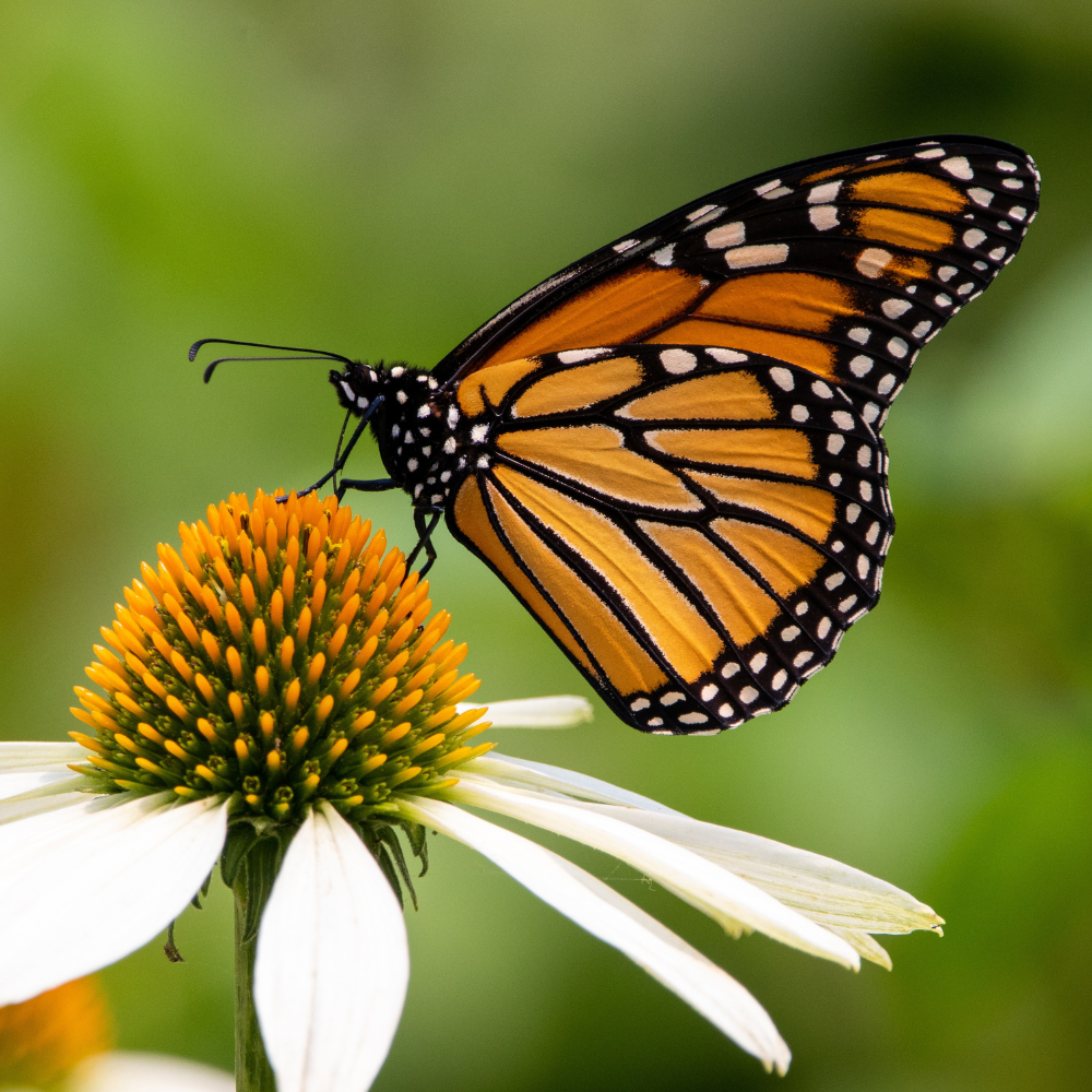 monarch echinacea