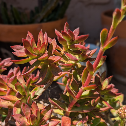 Crassula 'burgandy' 4inch - Image 3