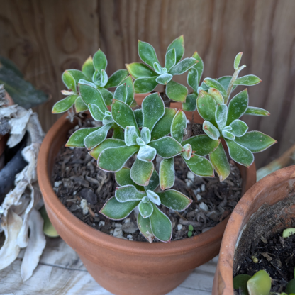 Echeveria pulvinata 'Ruby' 4inch - Image 2