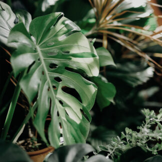 Houseplants