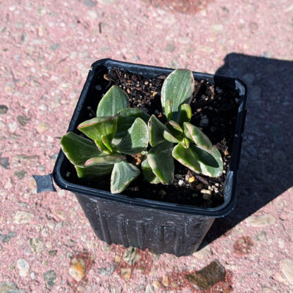 Jade variegated 4inch - Image 2