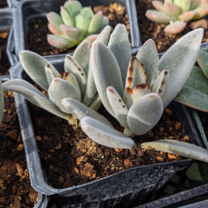 Kalanchoe tomentosa 'White Panda' 4inch - Image 2
