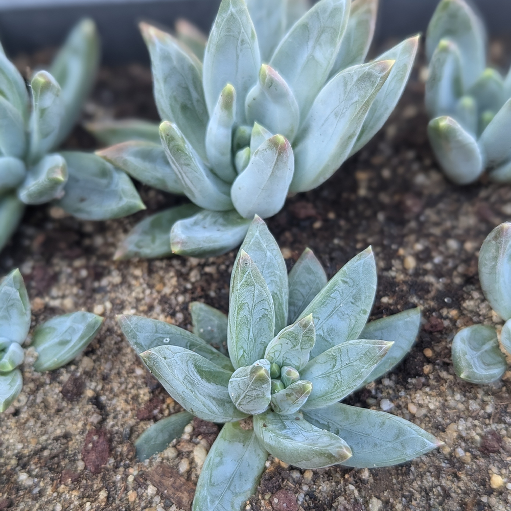 Pachyveria glauca 'little jewel' 4 inch - Image 3