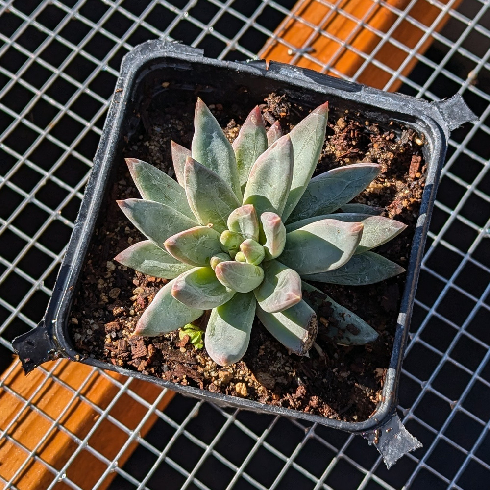 Pachyveria glauca 'little jewel' 4 inch - Image 2