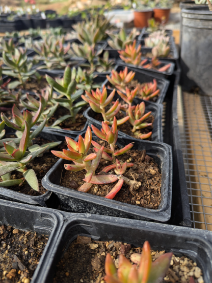 Crassula 'burgandy' 4inch - Image 2