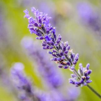 Fragrant