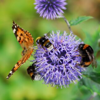 Pollinators