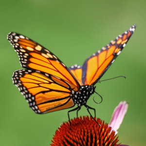 at risk monarchs