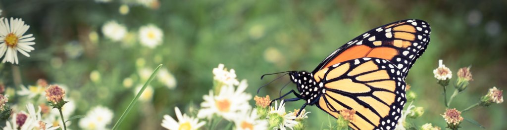 monarch butterflies