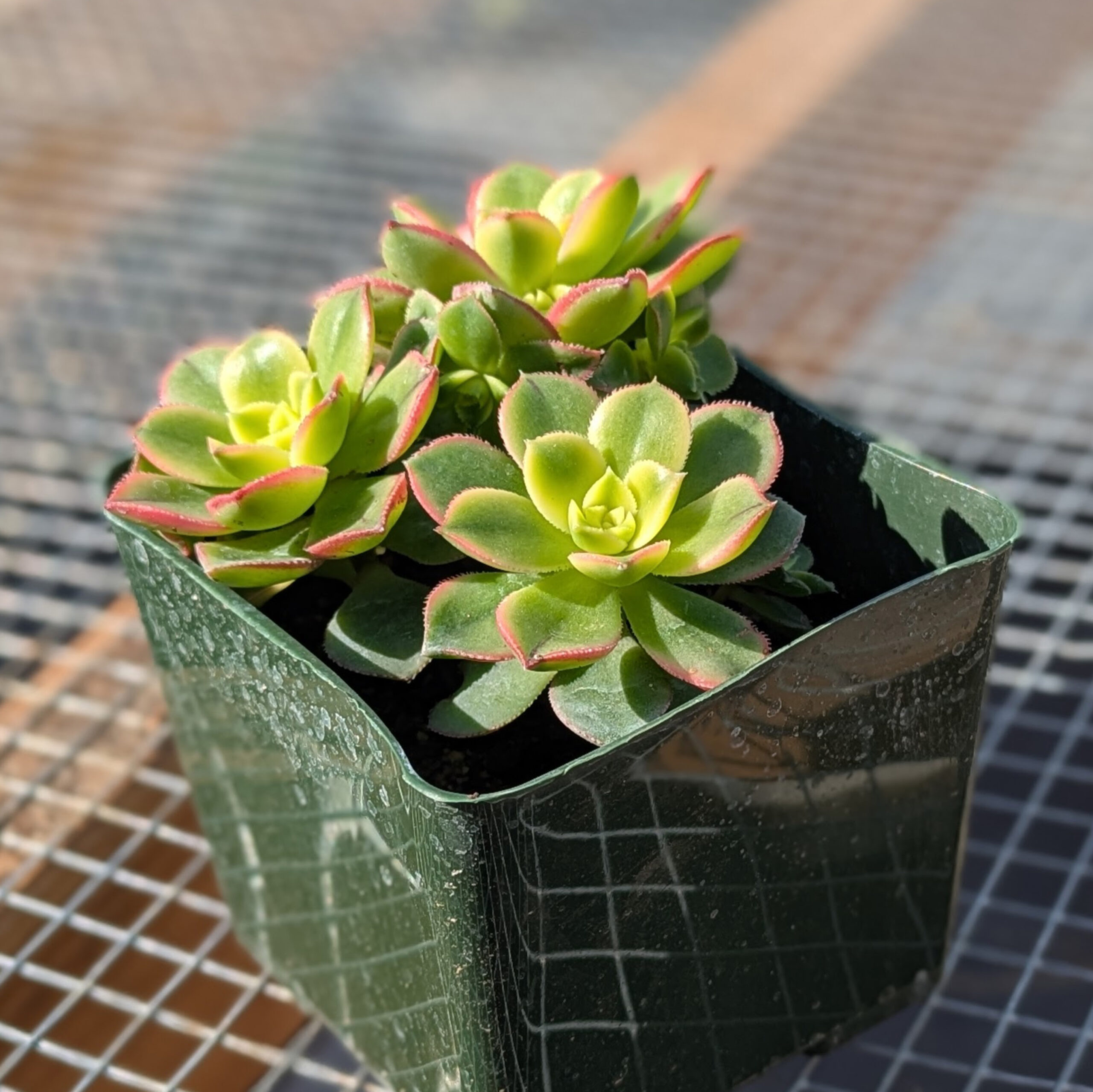 Aeonium 'pinwheel' variegated 4inch - Image 2