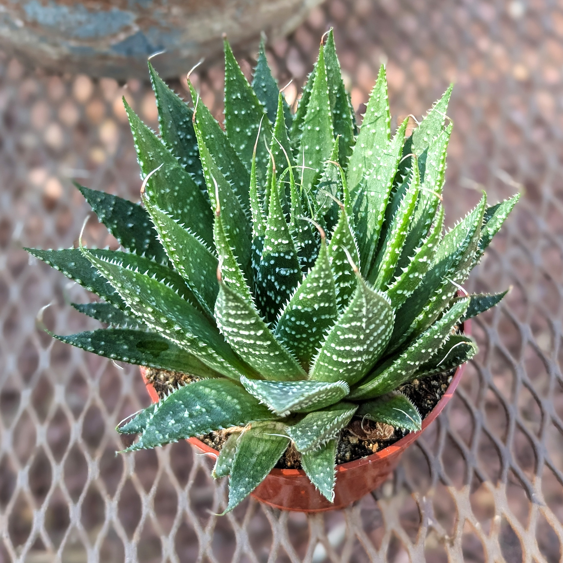 Aloe aristata
