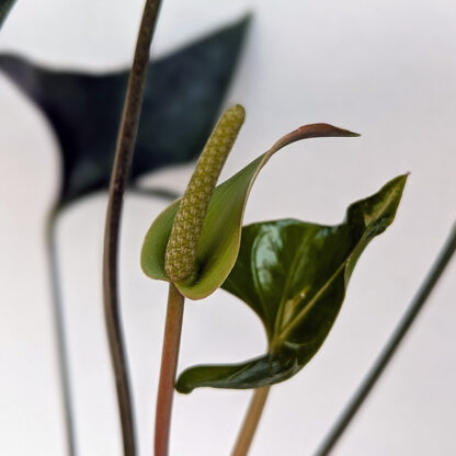 Anthurium Arrow 4inch - Image 2
