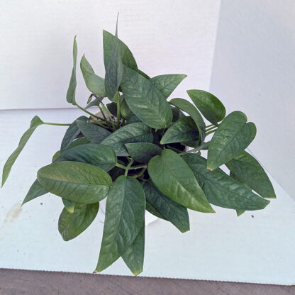 Cebu Blue Pothos 4 inch - Image 2