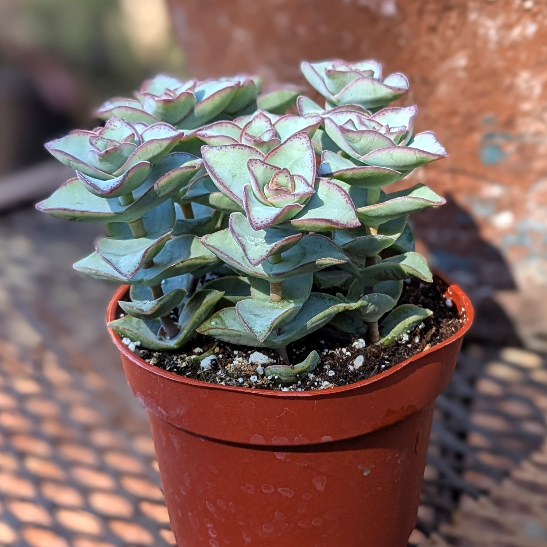 Crassula perforata