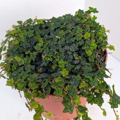 Ficus pumila 'quercifolia' 4 inch - Image 2