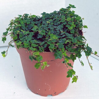 Ficus pumila 'quercifolia' 4 inch