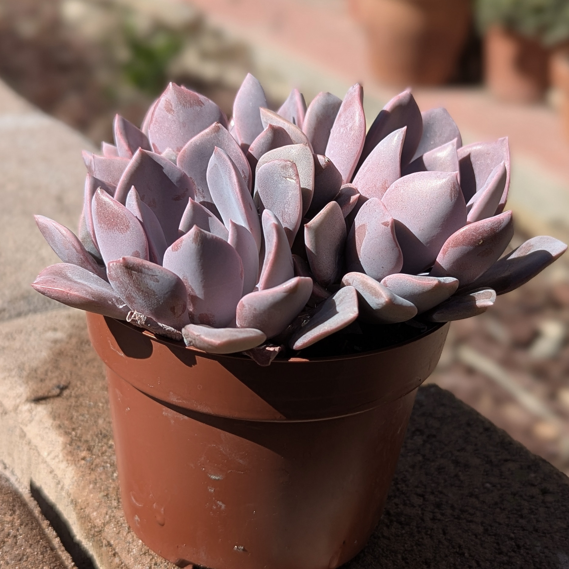 Graptoveria debbie