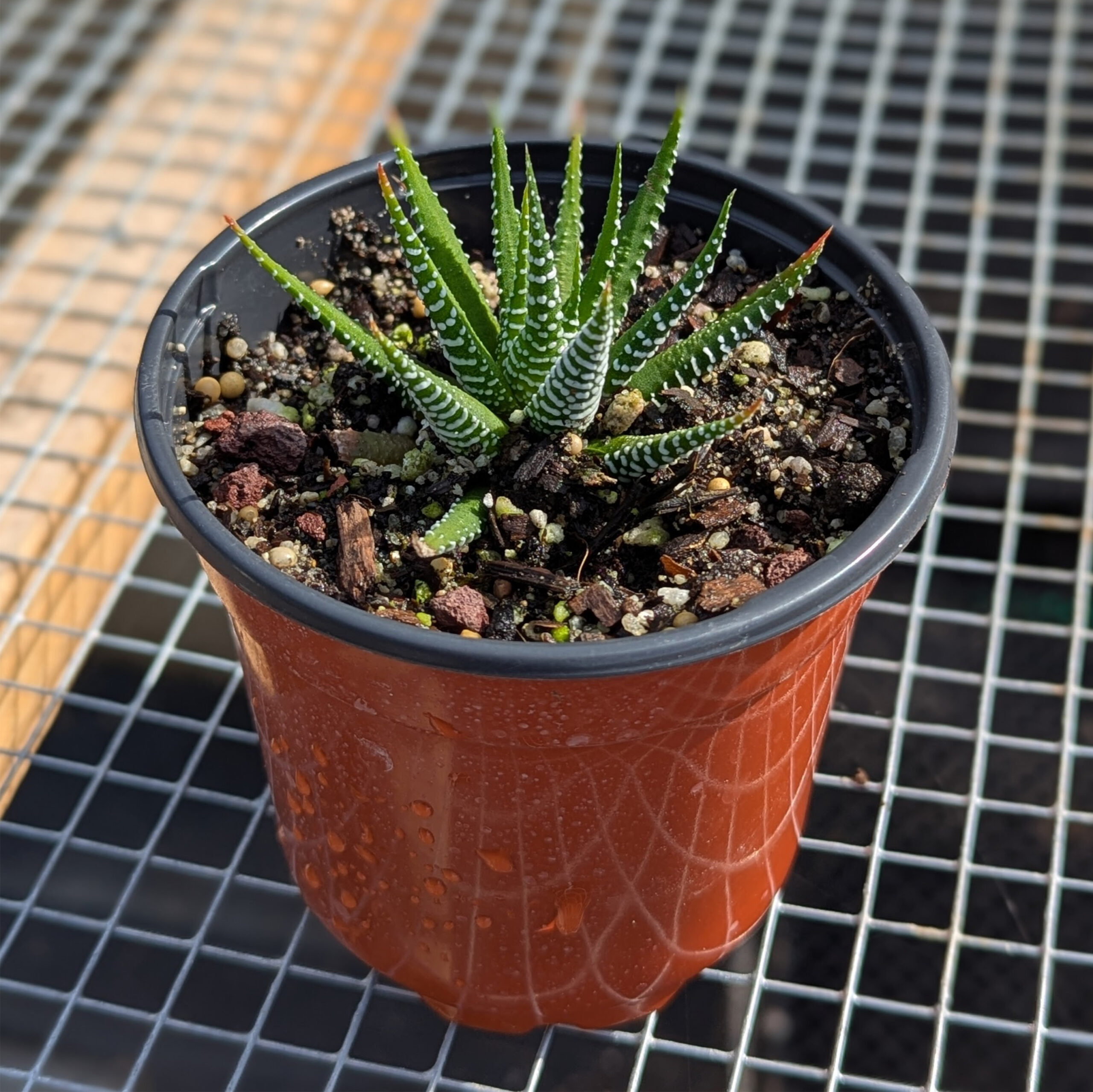 zebra plant