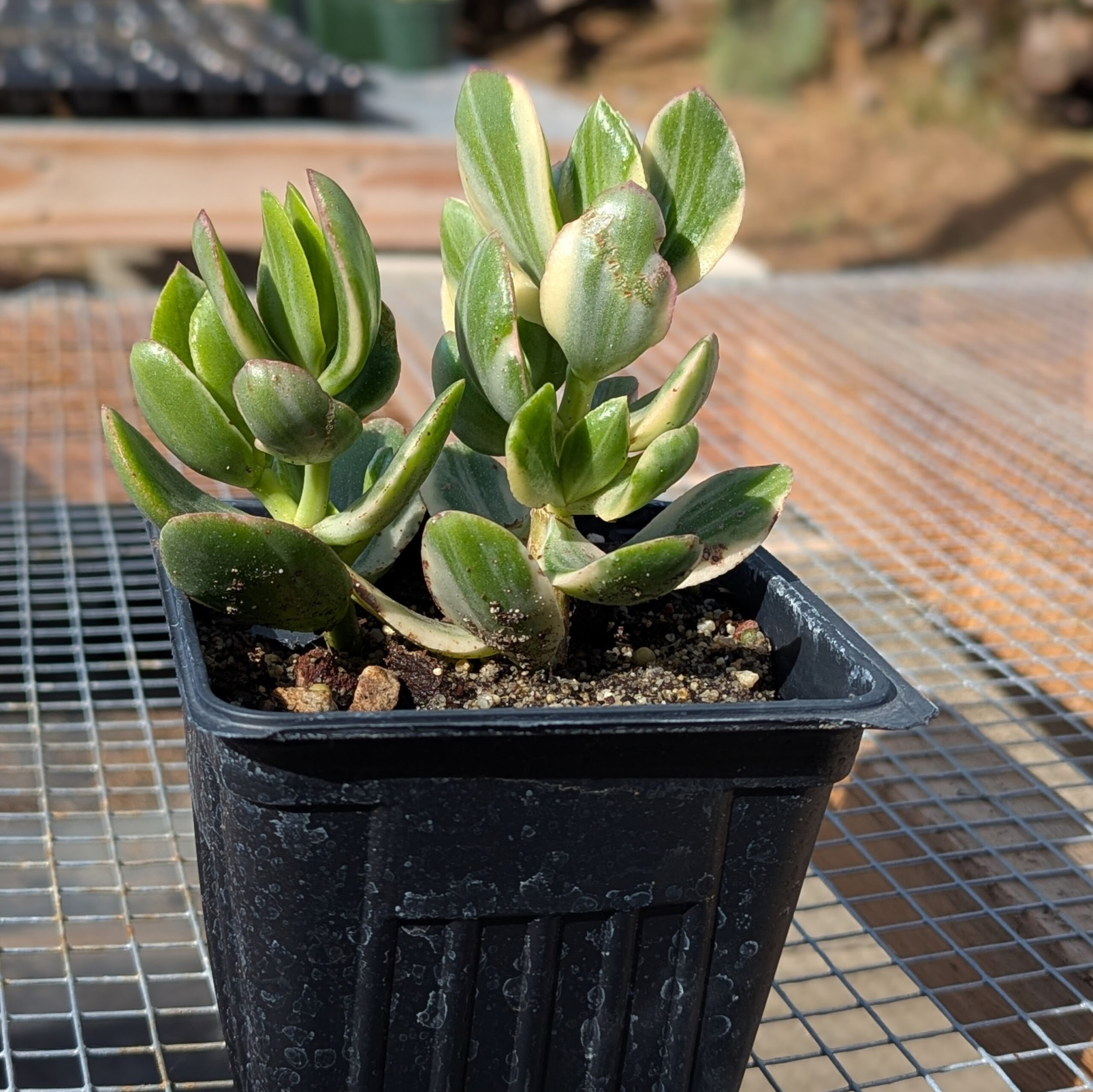 jade varigated