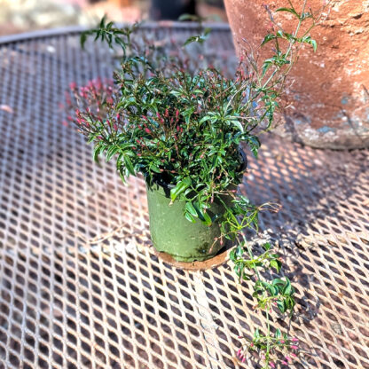 Jasminum polyanthum pink jasmine