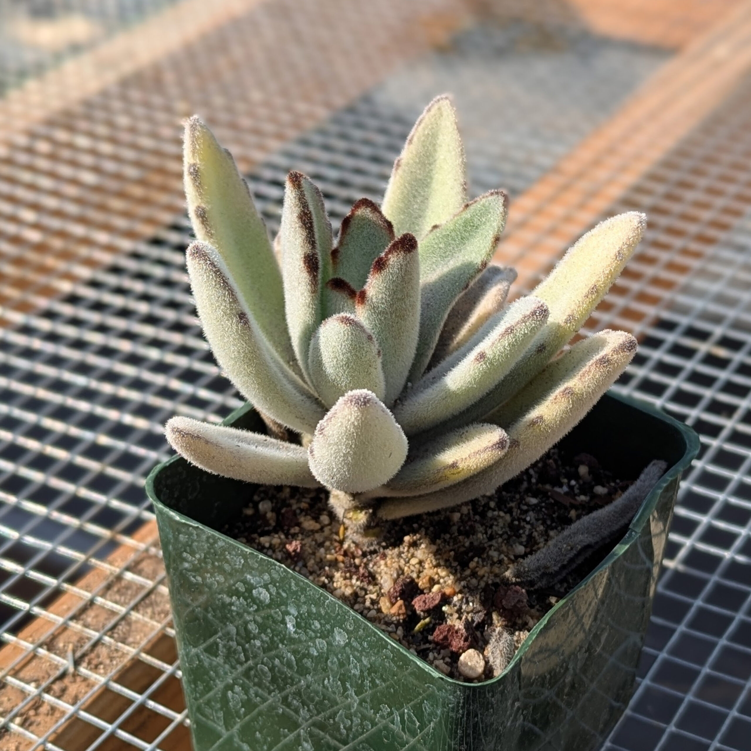 kalanchoe panda