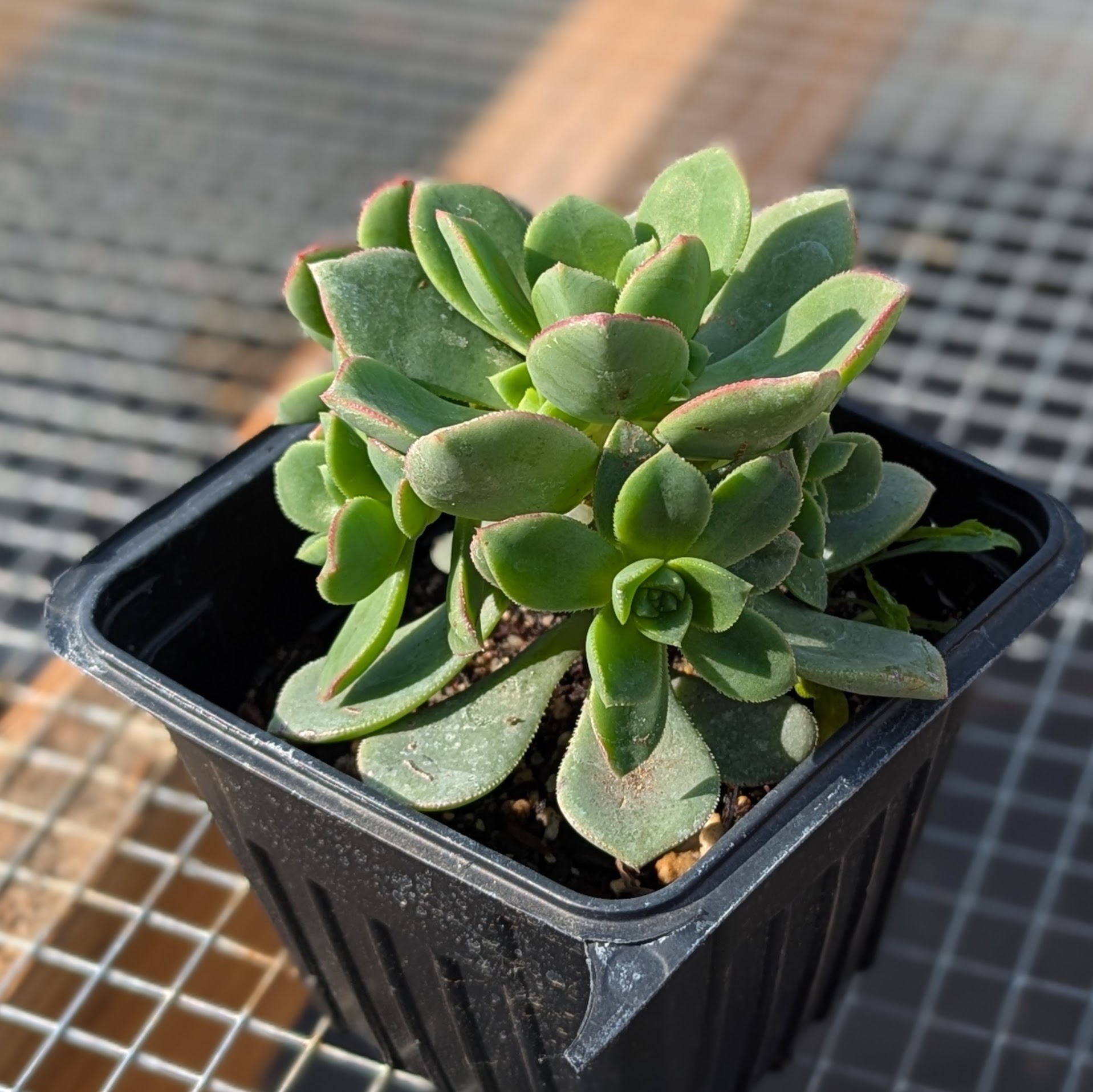 Aeonium 'pinwheel' 4inch - Image 2