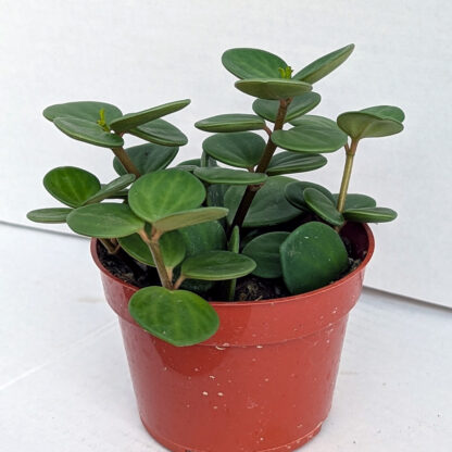 Peperomia 'Hope' 4 inch - Image 2