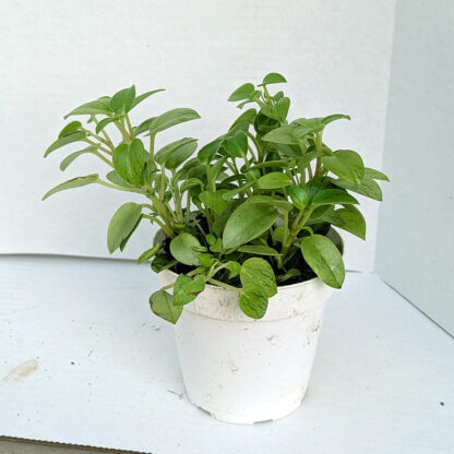 Peperomia orba ‘Pixie Lime’ 4 inch - Image 2
