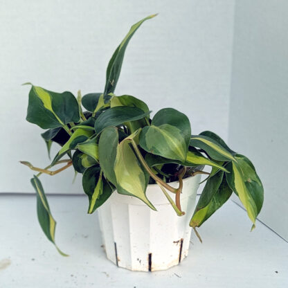 Philodendron 'Brasil' 4 inch - Image 2
