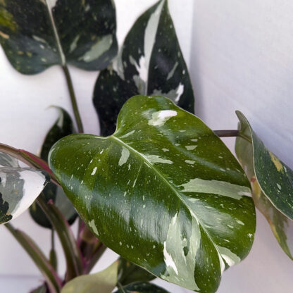 Philodendron 'white princess' 4 inch - Image 2