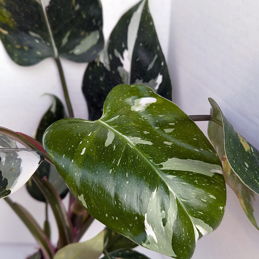 Philodendron 'white princess' 4 inch - Image 2