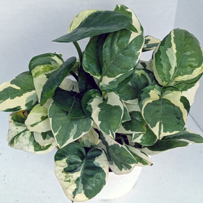 Pothos 'N-Joy' 4 inch - Image 2