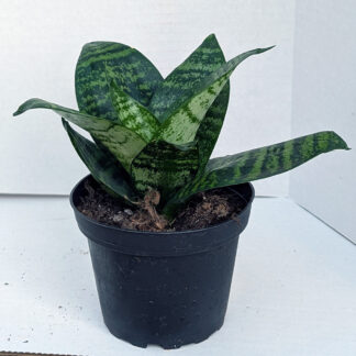 Sansevieria Hahnii  'Forest Star' 4 inch