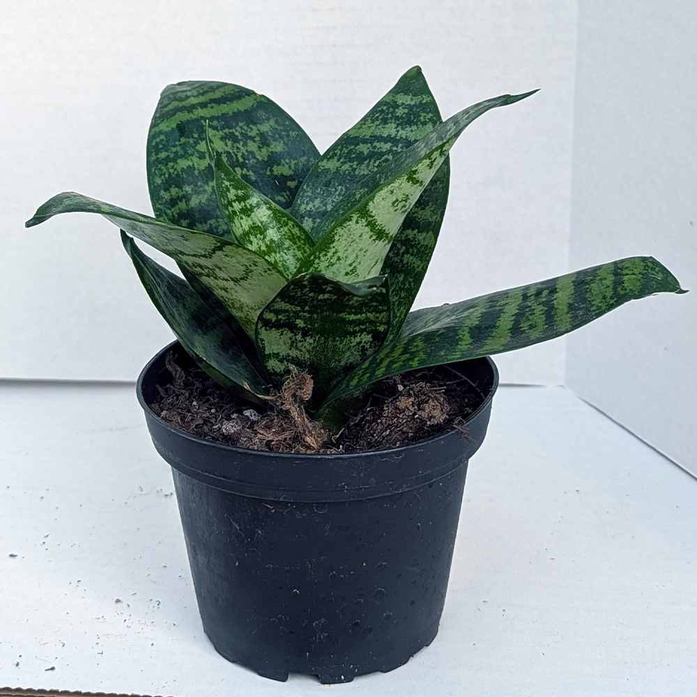 Sansevieria Hahnii  'Forest Star' 4 inch