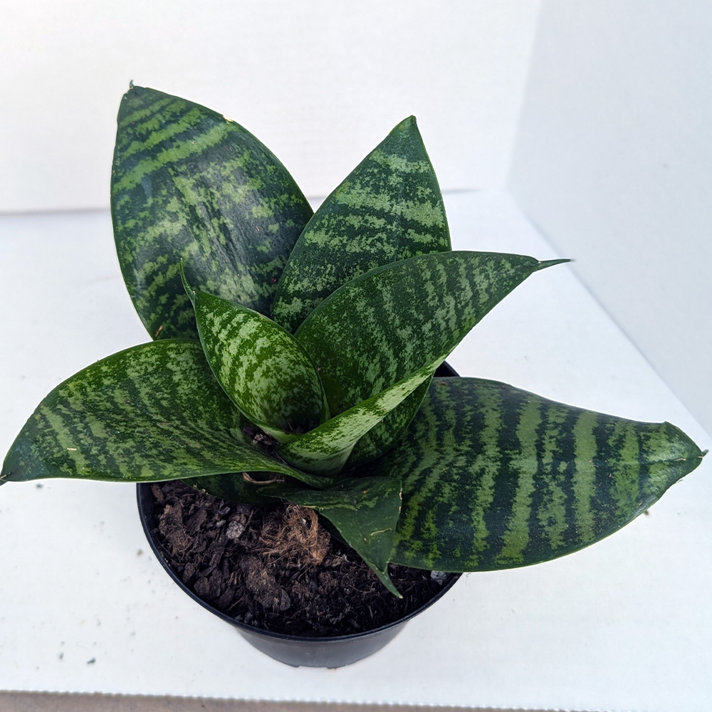 Sansevieria Hahnii  'Forest Star' 4 inch - Image 2