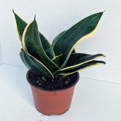 Sansevieria Hahnii 'jade pagoda' 4 inch - Image 2