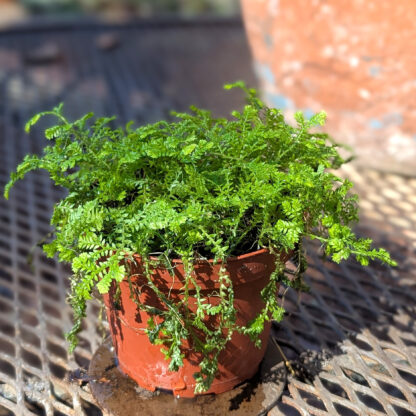 Selaginella kraussiana club moss