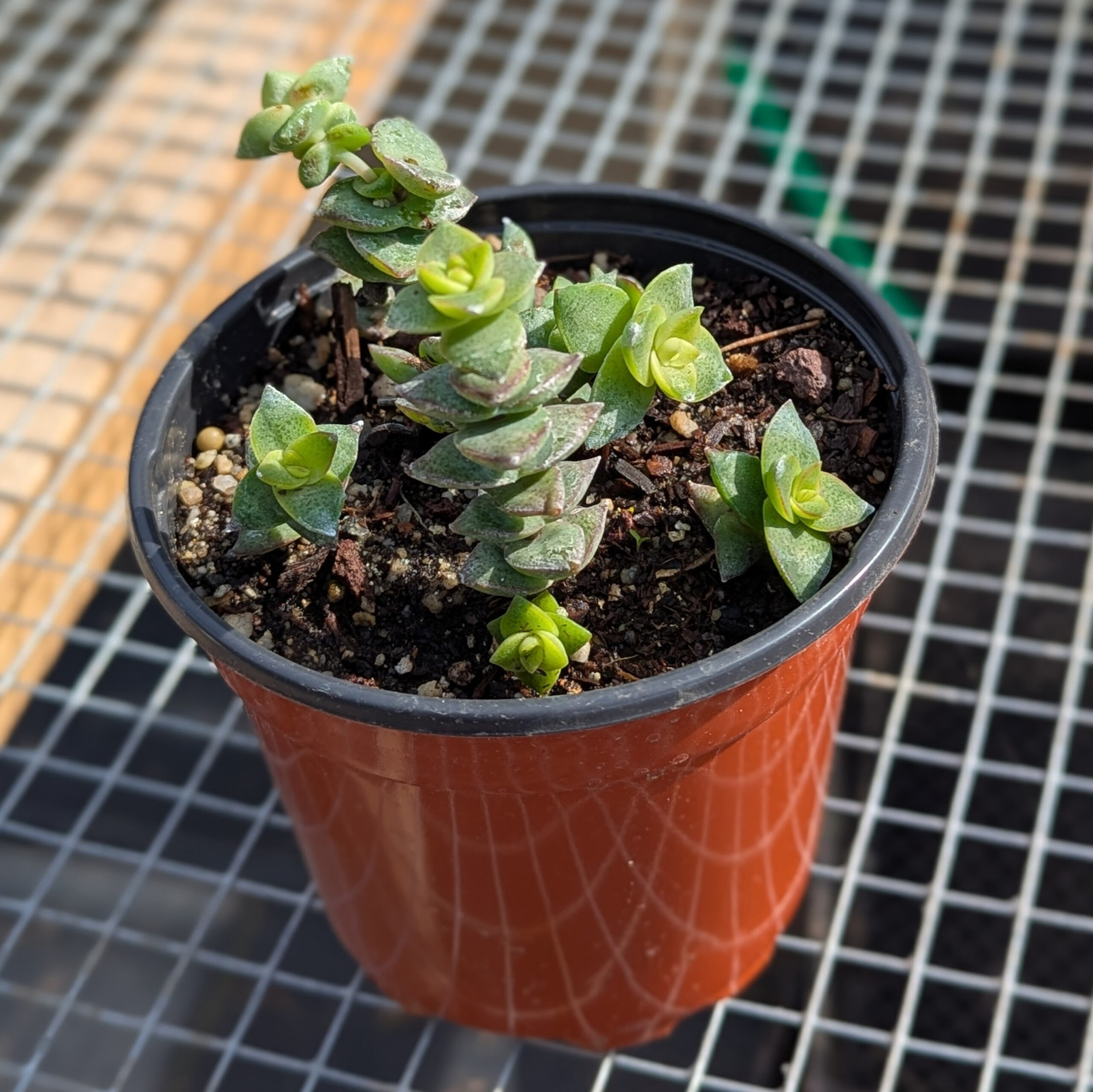 String of Buttons