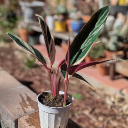 Stromanthe thalia triostar ginger