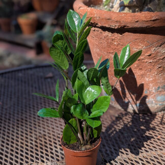 zz plant