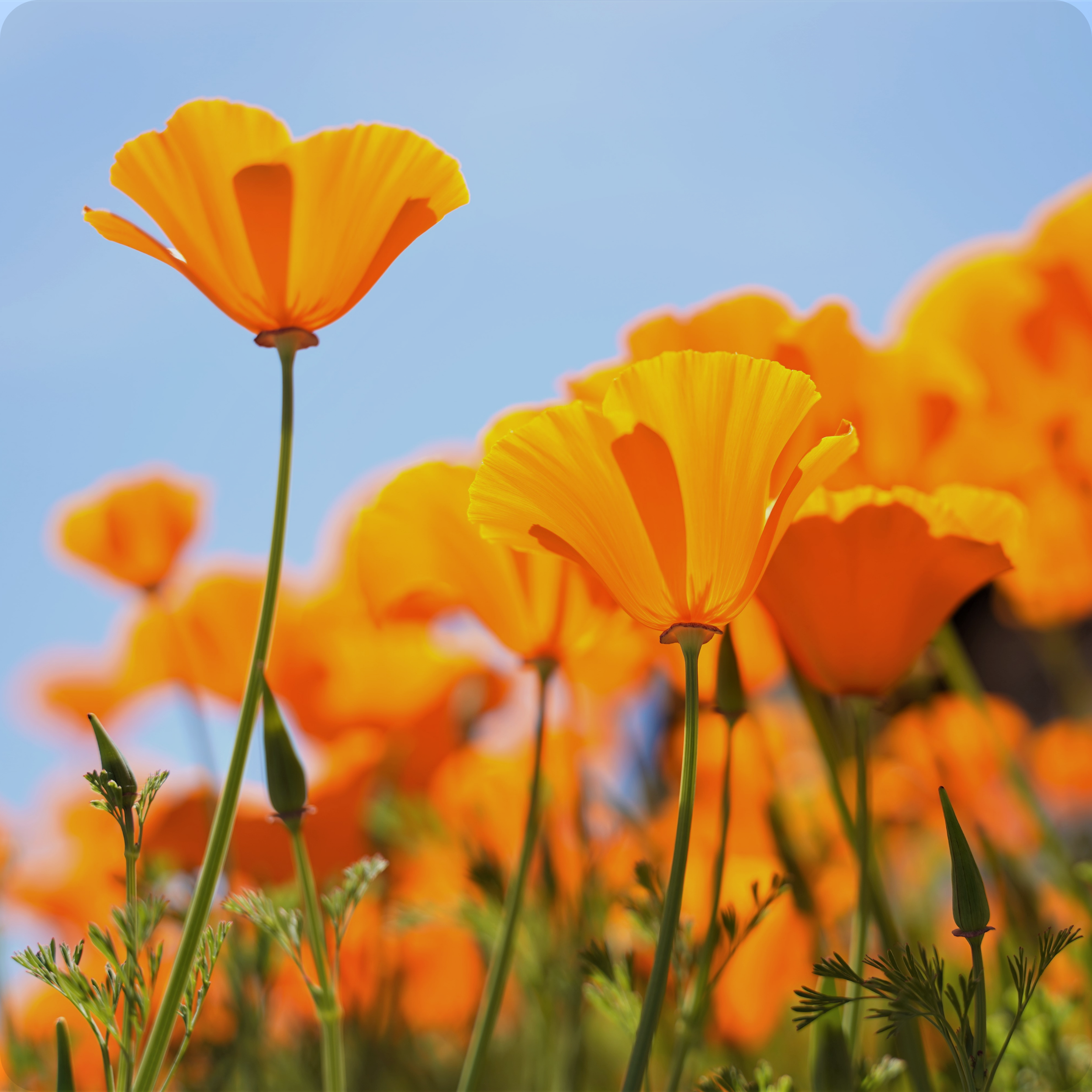 Ca poppy