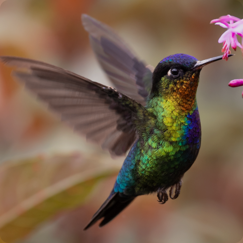 hummingbirds category