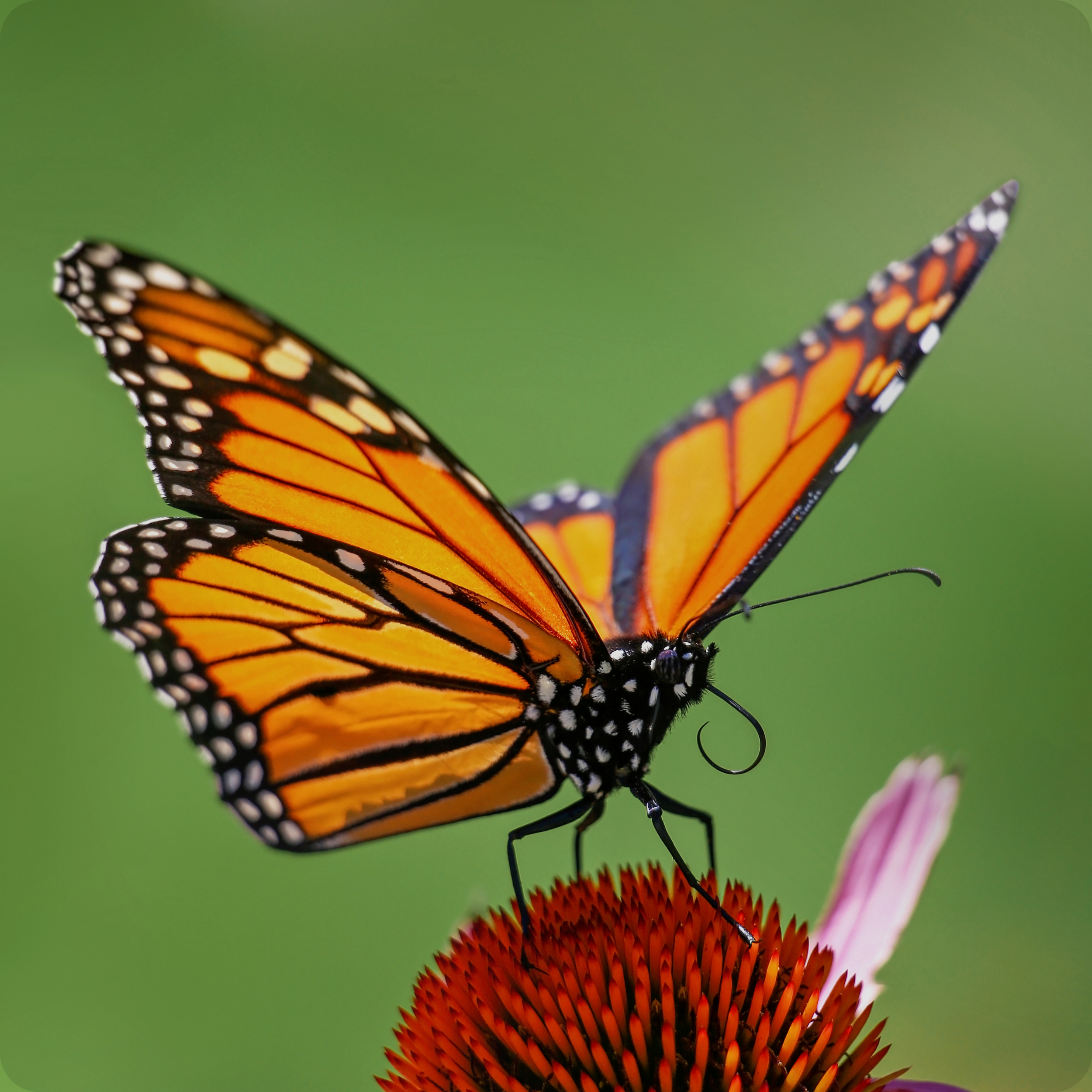 aventura native plants