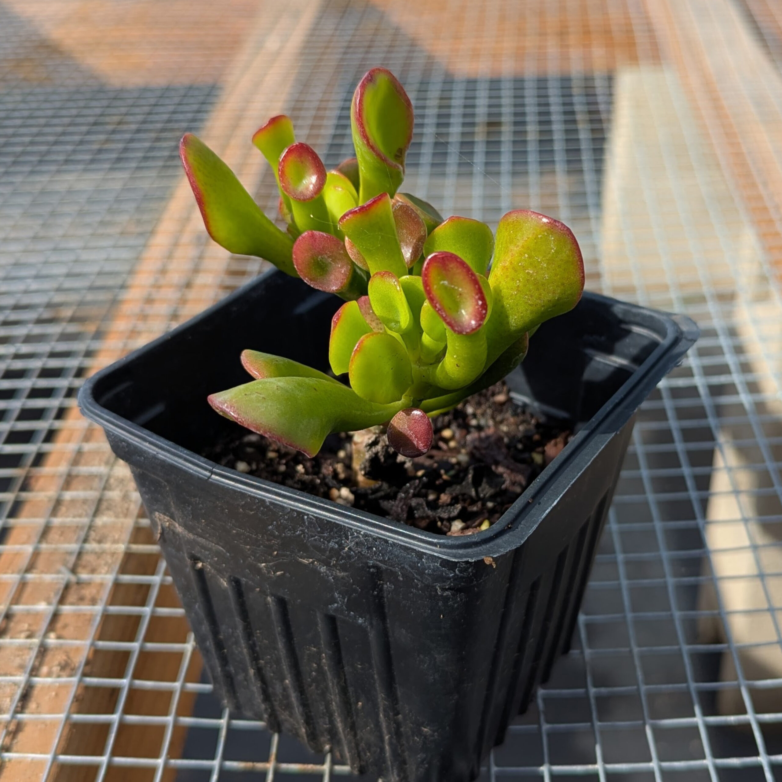jade ogre's ears