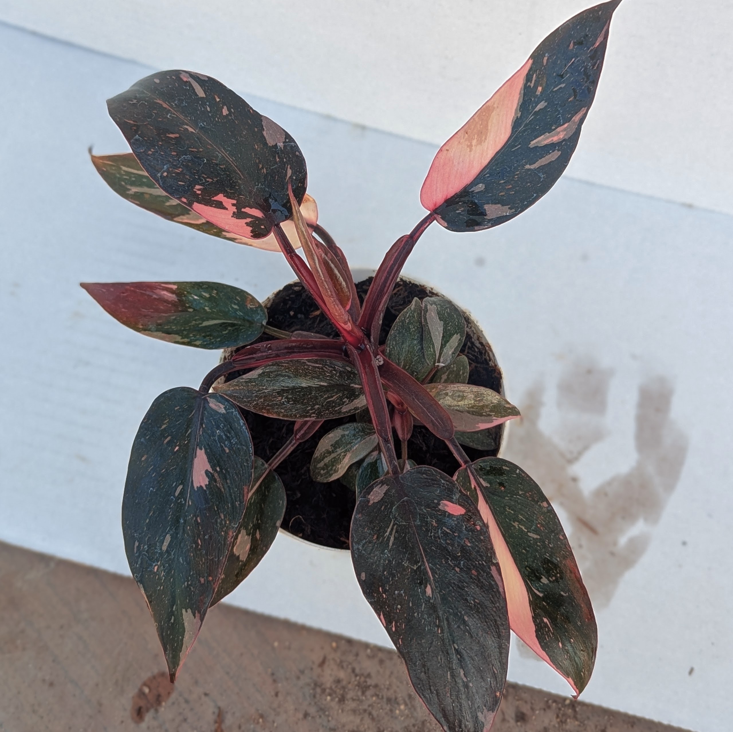 Philodendron 'Pink Princess' 4 inch - Image 2