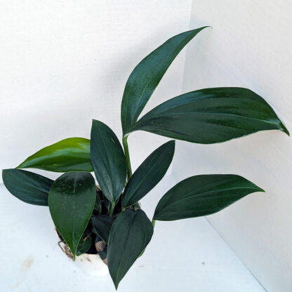 Rhaphidophora 'dragon tail' 4 inch - Image 2