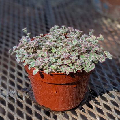 sedum little missy