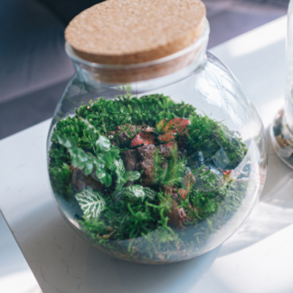 Terrarium