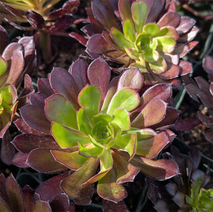 tree aeonium